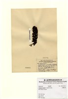 藏品(小葉喇叭藻)的圖片